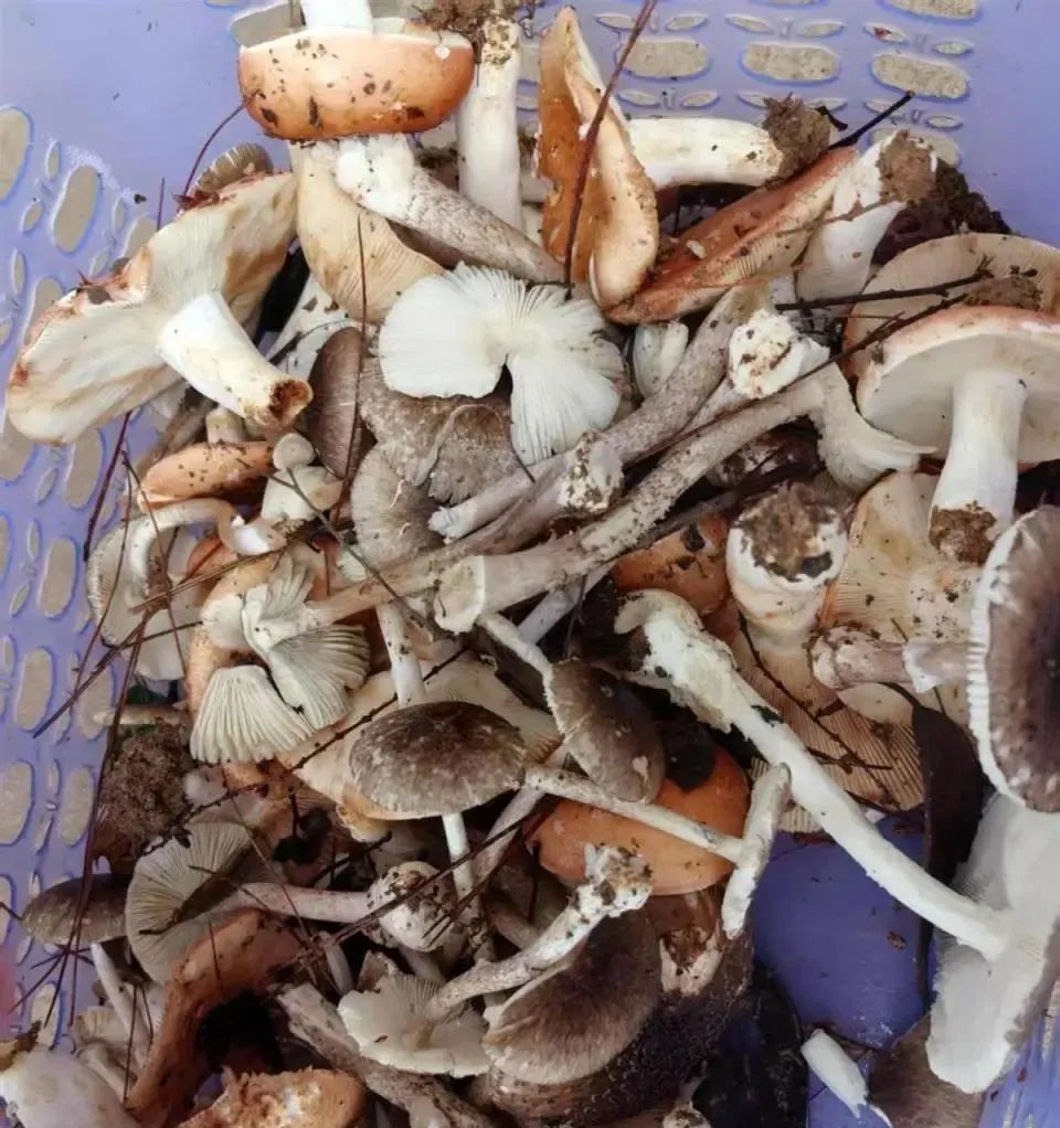 最新资讯 第5页