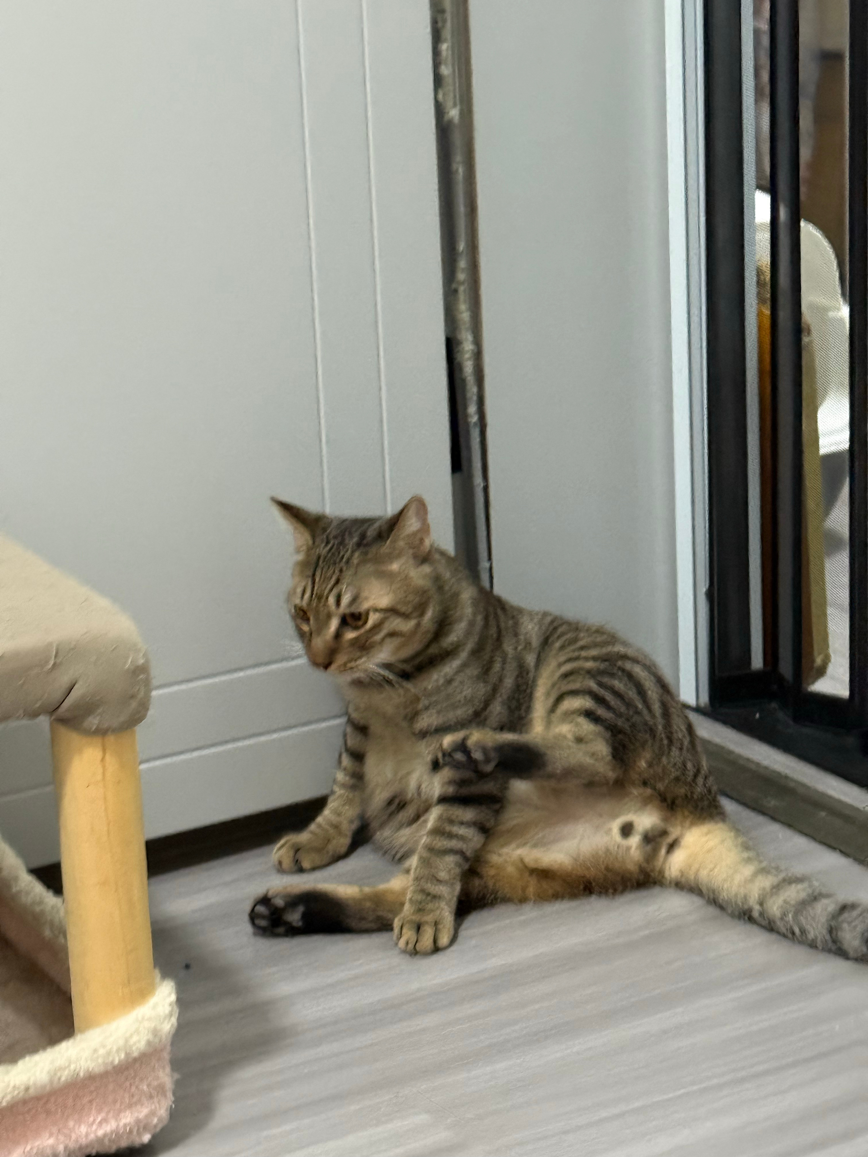 因主人欠款狸花猫遭法拍 拍卖被撤销因主人欠款，狸花猫遭遇法拍——命运波折中的温情与反思
